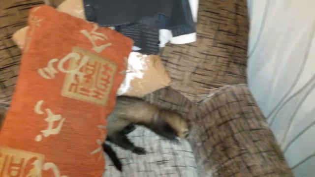 Хорек играет!