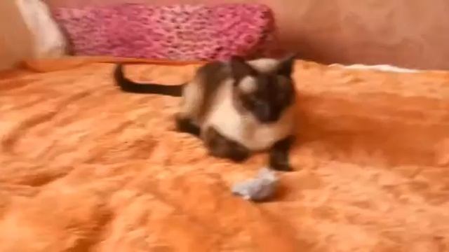 Ника и её подарки смотреть онлайн