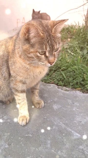 Милая кошечка😸 #cat #pişik #cute, #кошка #животное #милое смотреть онлайн