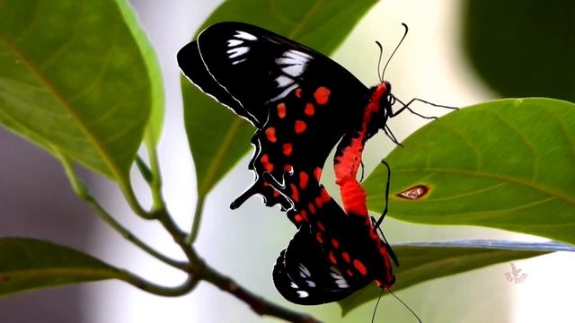 Discovering the Wonders of Butterfly Mating/ common rose butterfly/Pachliopta aristolochiae смотреть онлайн