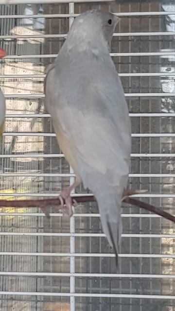 Сильвер самка, спина