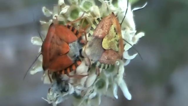 Cimici in accoppiamento - Mating Bugs смотреть онлайн