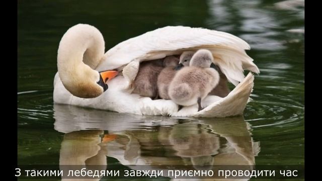 Весела Чорноочка / 24 травня смотреть онлайн