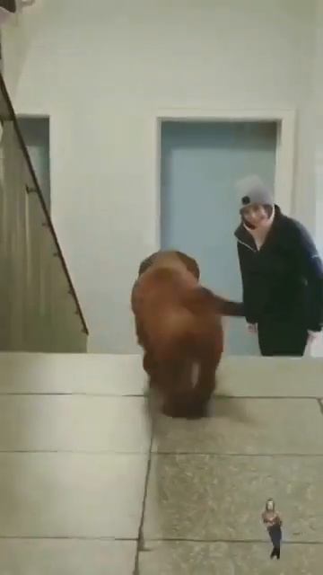 Соскучился малыш😍 как радостно встречает хозяйку🥰 смотреть онлайн