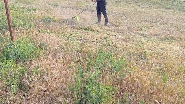 Вопрос с гармалой посмевшей незаконно расти возле нашего двора решен радикальным путем 😁 смотреть онлайн