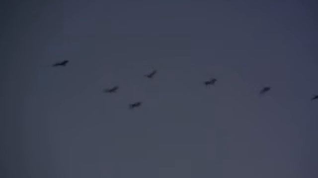 Пеликаны смотреть онлайн
