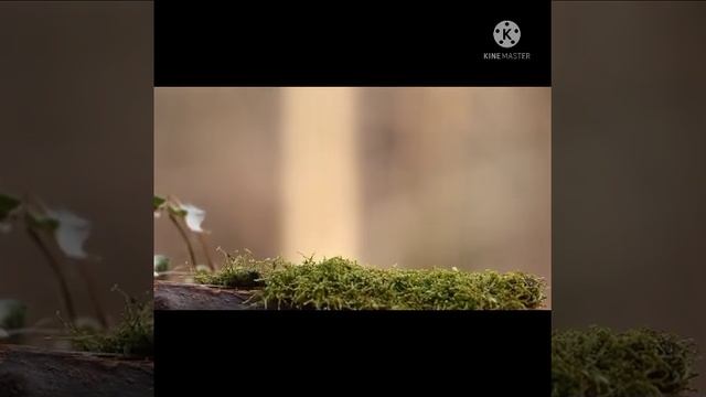 सादगी || powerful Motivation Short Motivation || Hindi Motivational Status ||#shorts #motivation смотреть онлайн