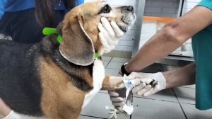 Ультразвуковая чистка зубов безопасная процедура для всех видов собак