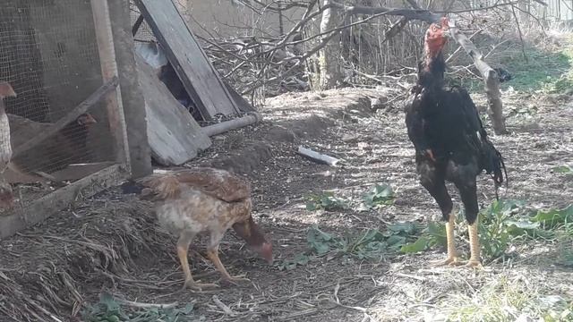 Дакан хуроз смотреть онлайн