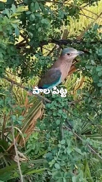 పాల పిట్ట || pallapitta || Indian roller bird || vijayadashami 2022 || BB agriculture telugu смотреть онлайн