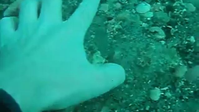 Finding a 5 7/8" Megalodon Tooth from The World's Largest Shark смотреть онлайн