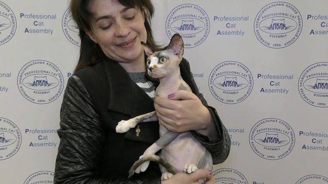 Прием в проф. клубах кошек PCA 04.05.2019г смотреть онлайн