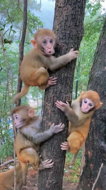 What are the names of these three treasures #monkey смотреть онлайн