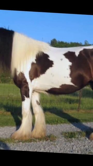 Gypsy cob смотреть онлайн