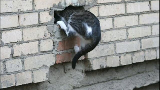 'Зачем коту усы?''