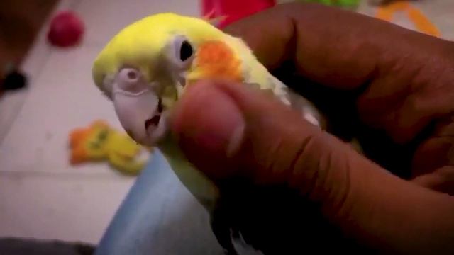 How to Bond and Tame a Scared Cockatiel? Taming Season смотреть онлайн