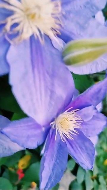 Roses and Clematis bloomin together. #nature #shorts #garden #flowers #roses #beauty смотреть онлайн