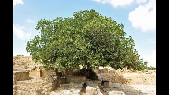 4 5 92 The Fig Tree смотреть онлайн