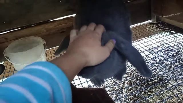 Пополнение в хозяйстве смотреть онлайн