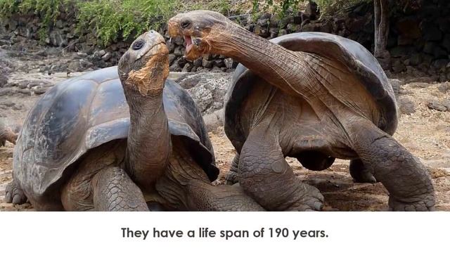 10 Longest Life Span Animals смотреть онлайн