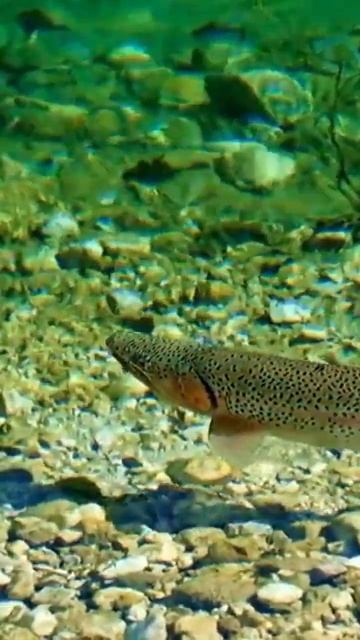 Relaxing music with Beautiful salmon fish. #shorts смотреть онлайн