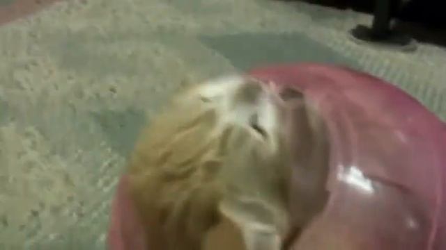 Котёнок играет с шаром для хомяка:) смотреть онлайн