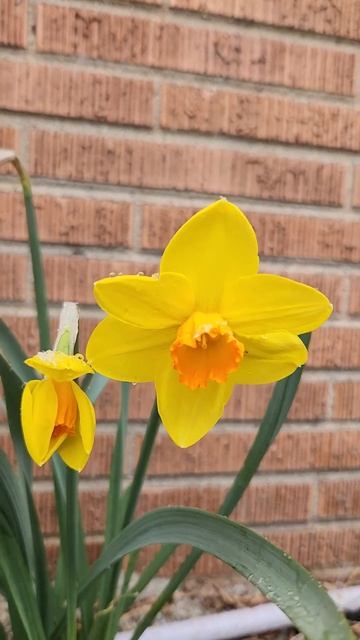 #daffodils #flowers #snowing #chicago смотреть онлайн