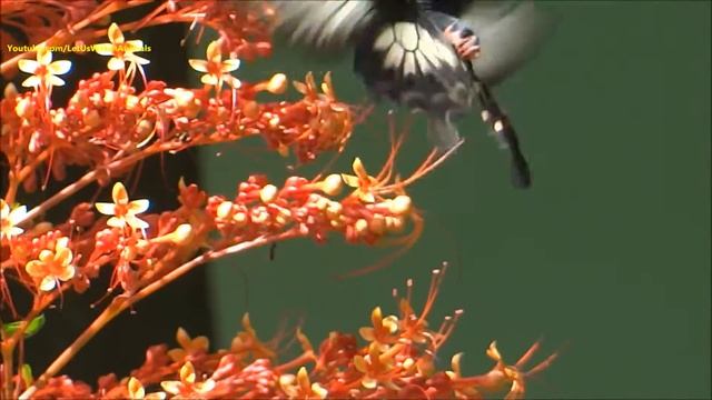Common Rose Butterfly collecting honey from pagoda flower смотреть онлайн