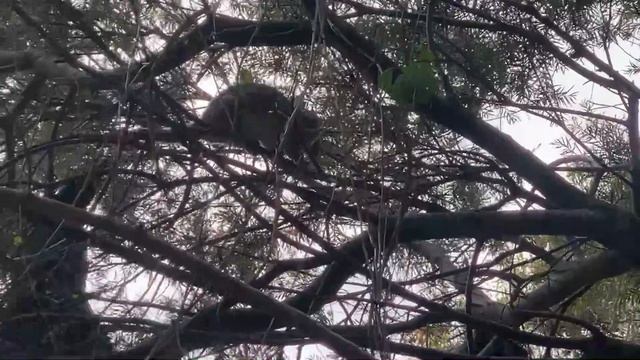 Wild Birds Animals. Australia Дикие Животные, Птицы Австралии смотреть онлайн