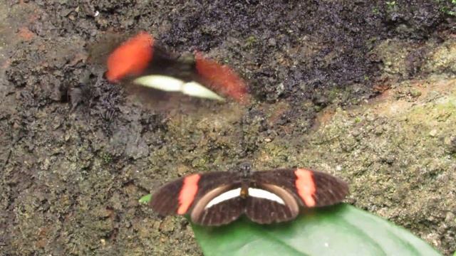 Heliconius melpomene courtship (female rejection) смотреть онлайн