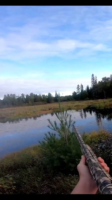 Crushing Wood DUCKS! #shorts смотреть онлайн