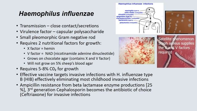 Bacteriology II - Dr. Morgan (Cedars Sinai) #MICROBIOLOGY смотреть онлайн