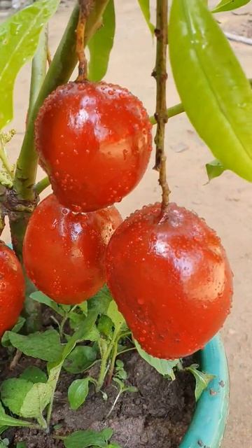 How to use techniques reproduction mango #shorts смотреть онлайн