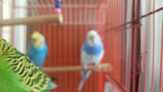 KESİN ÖTECEK! MUHABBET KUŞU SESİ - Dinlet Kuşunu Mutlu ET! KUŞ SESİ смотреть онлайн