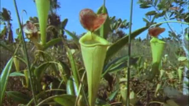 Nepenthes Madagascariensis - Arkive