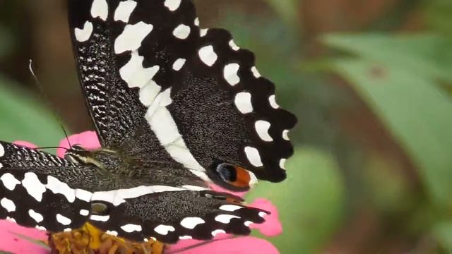 Chequered Swallowtail (Papilio Demoleus) смотреть онлайн