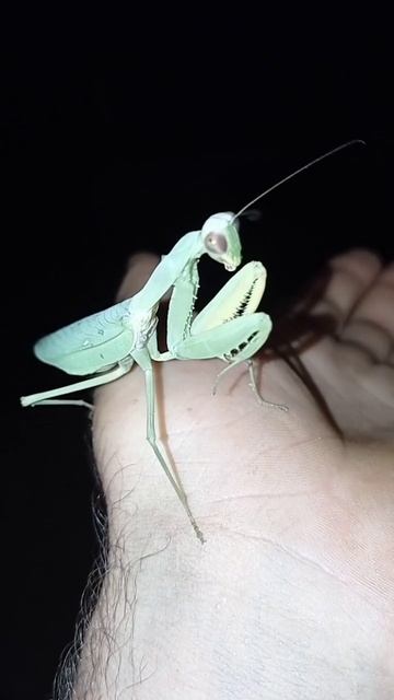 Богомол чистит лапки. The mantis cleans its paws смотреть онлайн