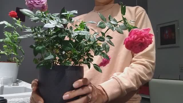 Растёт ли роза в гидрогеле? Роза в домашних условиях.