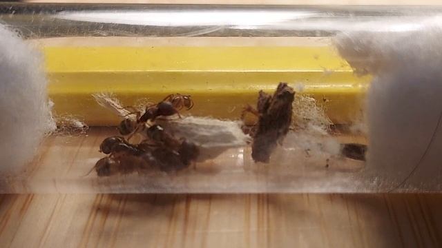 video of my Camponotus Atriceps mini colony. смотреть онлайн