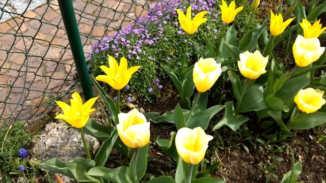 2 Gelbe Tulpen / 2 Yellow Tulips, Tulipa 'Sweetheart' And 'Flashback'
