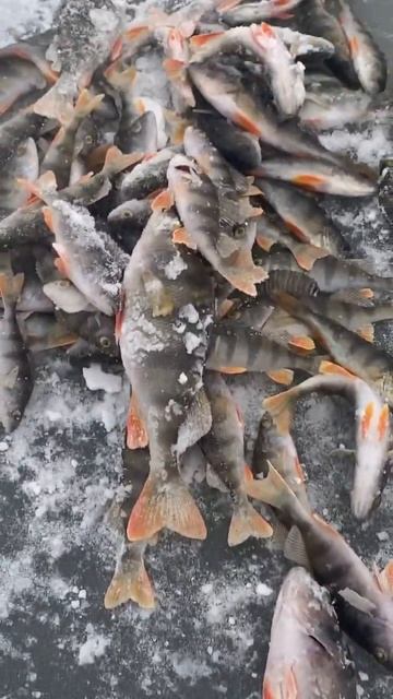 БЕШЕННЫЙ КЛЕВ ОКУНЯ!!! смотреть онлайн