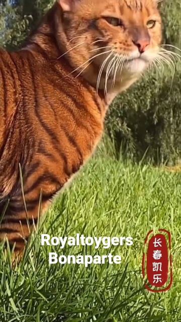 Royaltoygers Bonaparte ❤Бонапарт тойгер смотреть онлайн