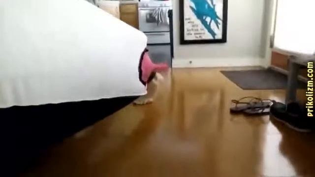 Приколы с кошками и котами #8 Смешные коты и кошки для поднятия настроения! смотреть онлайн