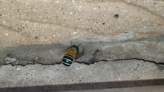 Blue Banded #BEE looking for a nesting site #BUZZPOLLINATORS #Amegilla смотреть онлайн