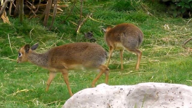 KIRK’S DIK-DIK’S AT THE WILD PLACE PROJECT смотреть онлайн
