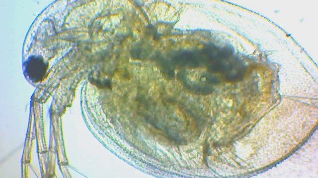 Daphnia II Spring Water