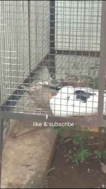 Ducks sleeping 2 - My small brown colour duck sleeping in one leg😍 смотреть онлайн