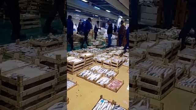 This fishery is in Istanbul Turkey This is a huge fishery There are many species offish here#status