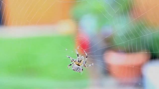 Cross Spider - Araneus diadematus смотреть онлайн