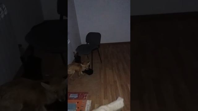 Голодный карсак и Баха в Кумколе